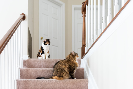 Dos gatos calico, coon de maine sentado en la alfombra piso encima de segundo nivel de la historia de la casa mirando hacia arriba por el pasamano de la escalera, pasos, escaleras jugando photo