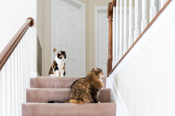 Two calico cats, maine coon sitting on carpet floor on top of second story level of house looking up by railing stairs, steps, staircase playing Two calico cats, maine coon sitting on carpet floor on top of second story level of house looking up by railing stairs, steps, staircase playing territorial stock pictures, royalty-free photos & images