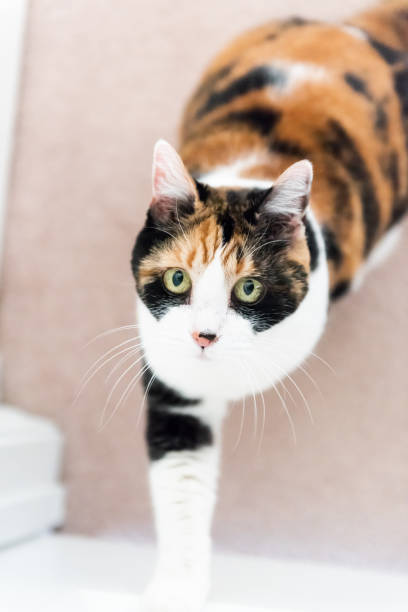 istock Flat top, high angle view on funny cute expression face female calico cat pushing door asking to open with one paw looking up, sitting on carpet in home inside house, green, big, large eyes 1052341190