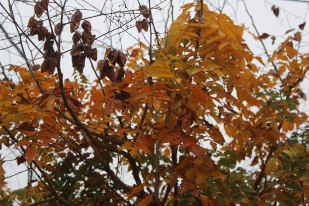 istock Colorful autumn leaves 1052347196