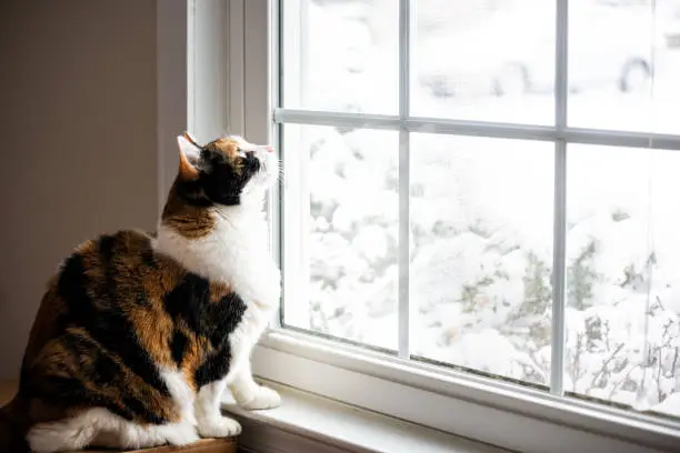 Photo of Female, cute calico cat on windowsill window sill looking up at birds staring through glass outside with winter snow