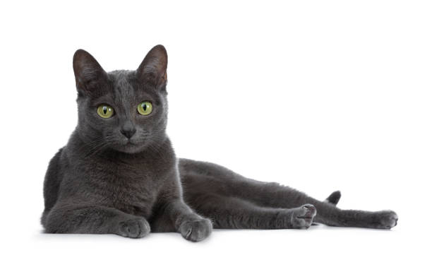gatto korat adulto blu dalla punta argentata sdraiato lateralmente e guardando dritto alla fotocamera con gli occhi verdi, isolato su sfondo bianco - big eyes foto e immagini stock