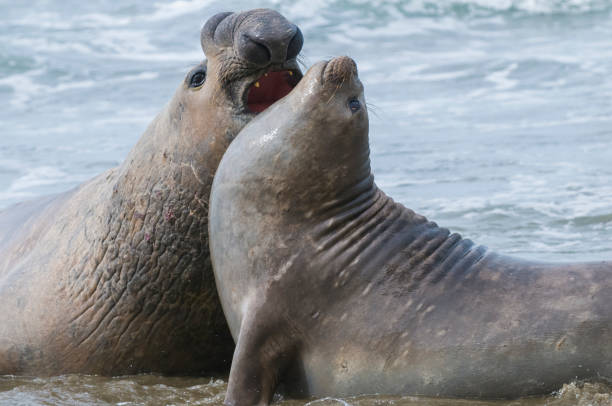 istock Elephant seal in Patagonia 1052351608