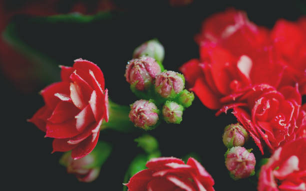 Drops of water on red flowers and buds of Kalanchoe. Macro. Spring mood Drops of water on red flowers and buds of Kalanchoe. Macro. Spring mood. calanchoe stock pictures, royalty-free photos & images
