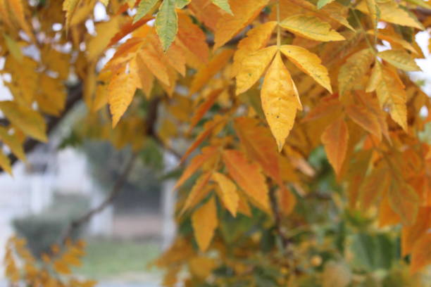 istock Colorful autumn leaves 1052354022