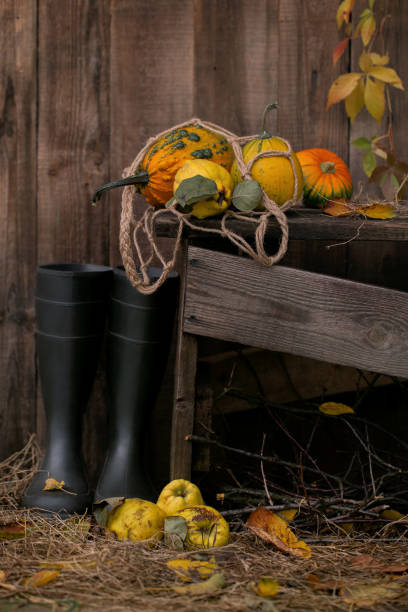 istock pumpkins and iva in the grid 1052354706