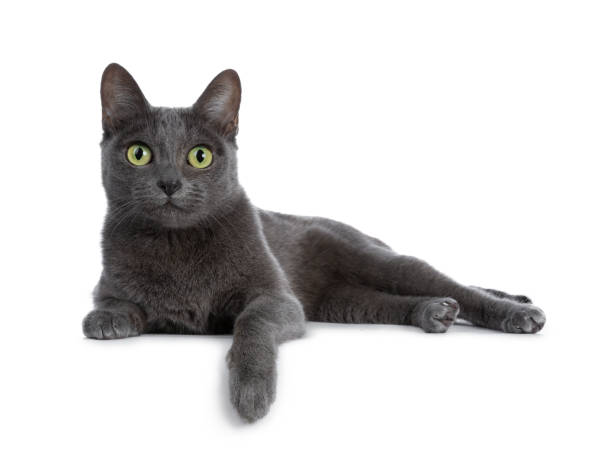 Silver tipped blue adult Korat cat laying down side ways with one paw hanging over edge and looking straight at camera with green eyes, isolated on white background Silver tipped blue adult Korat cat isolated on white background lying down stock pictures, royalty-free photos & images