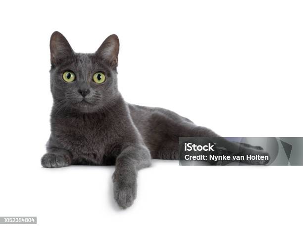 Silver Tipped Blue Adult Korat Cat Laying Down Side Ways With One Paw Hanging Over Edge And Looking Straight At Camera With Green Eyes Isolated On White Background Stock Photo - Download Image Now