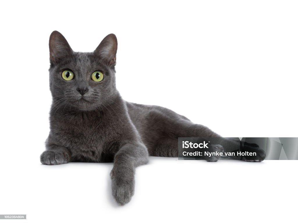 Ponta de prata azul adulto gato Korat estabelece formas de lado com uma pata em cima de borda e olhar diretamente para câmera com olhos verdes, isolado no fundo branco - Foto de stock de Gato doméstico royalty-free