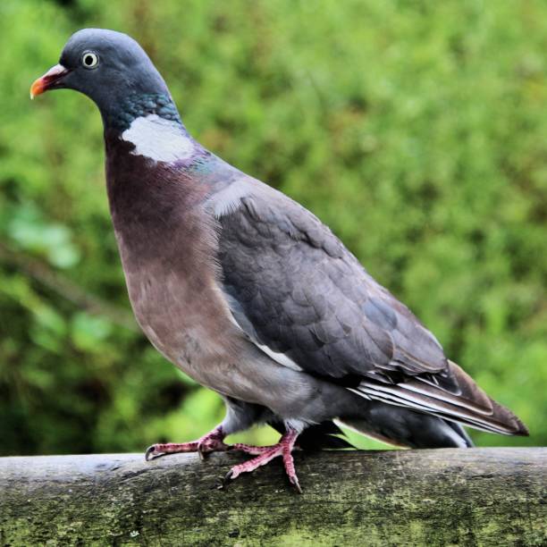 istock A view of a Wood Pigeon 1052355086