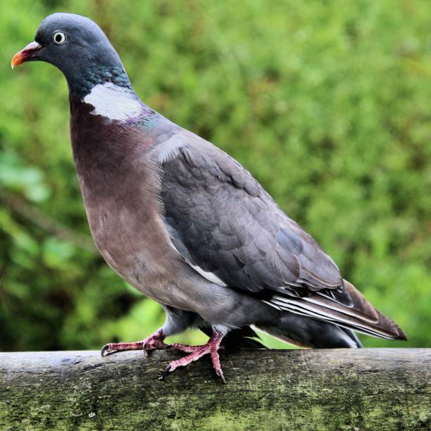 istock A view of a Wood Pigeon 1052355092
