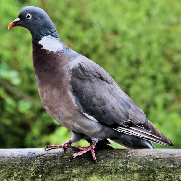 istock A view of a Wood Pigeon 1052355118