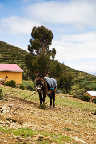 istock Isla del Sol on lake Titicaca in Bolivia 1052364738