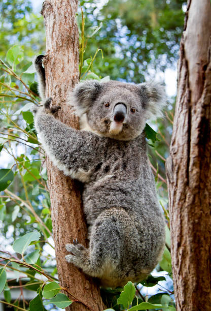 istock A cute koala clinging to the trunk of a eucalyptus tree in Australia 1052364864