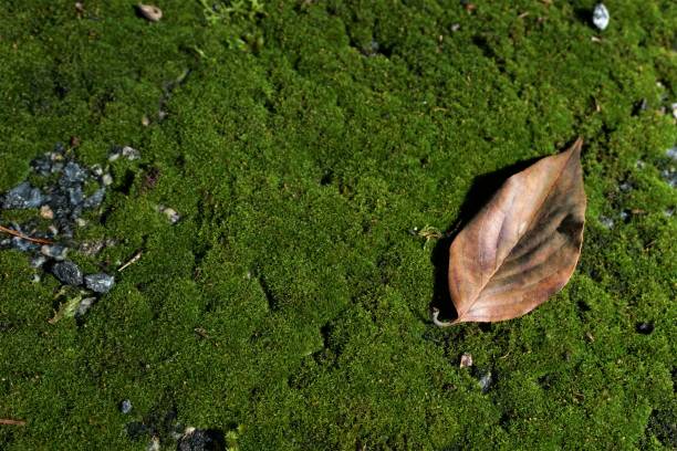 istock Dry leaf on the green moss background 1052365188