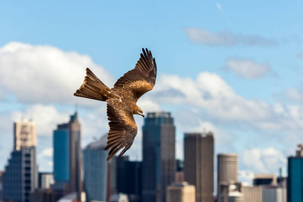 晴れた日にバック グラウンドでシドニーのスカイラインとフライトで猛禽類のトビ - wildlife australia wing cityscape ストックフォトと画像