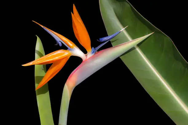 close up of a bird of paradise flower with shadows on leaves isolated against a black background