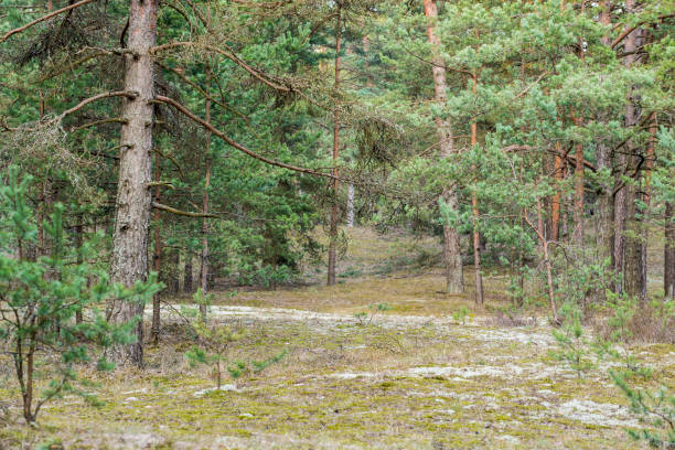 istock A view of the pine tree forest on a cloudy spring day, Latvia 1052389904