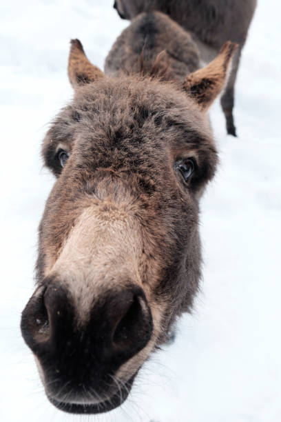 istock A donkey miss-judging the camera for food 1052391054