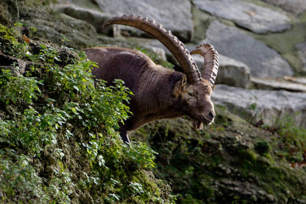 istock An male alpine ibex is watching over its flock 1052391092