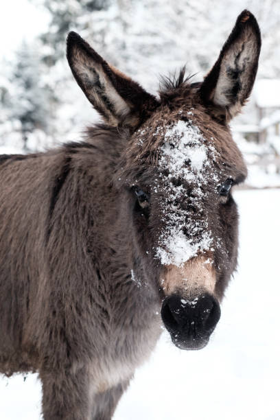 istock Donkey with its face covered with snow with white winter background 1052391178