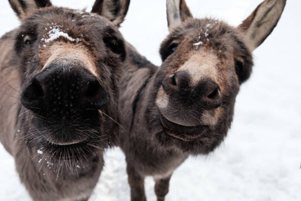 Curious donkeys in the snow
