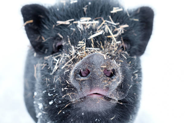 istock Minipig in the snow covered with straw 1052392108