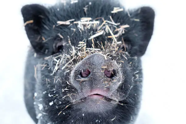 Minipig in the snow covered with straw