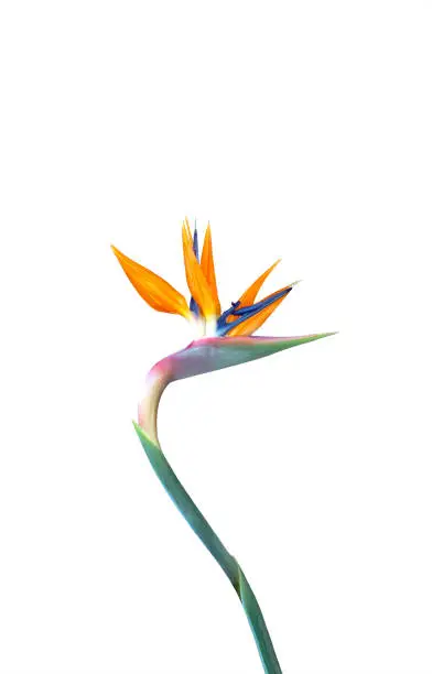 bird of paradise flower with a long curved stem closeup isolated on a white back