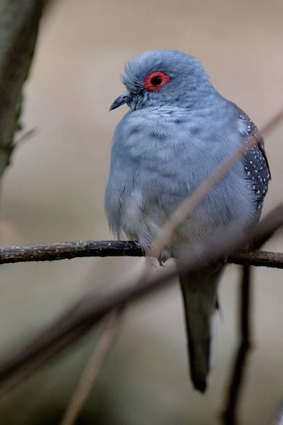 istock Diamond dove sitting on a branch 1052394044
