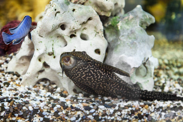 Aquarium catfish Aquarium Catfish, Hypostomus plecostomus, on a background of stone hypostomus plecostomus stock pictures, royalty-free photos & images