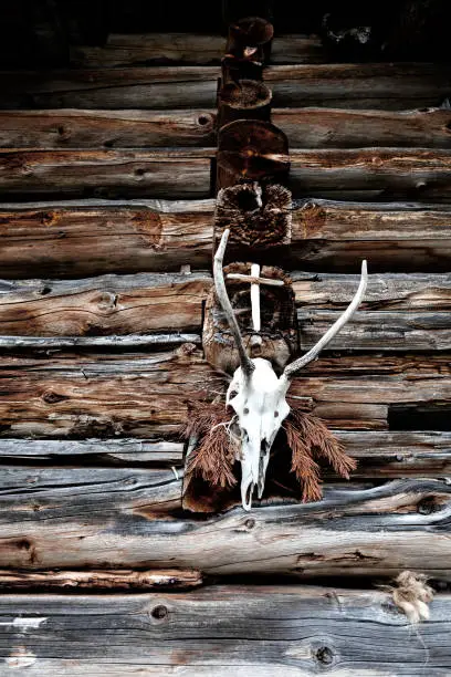 A deer head hunting trophy hanging on a alpine pasture stable together with a cross and dried pines