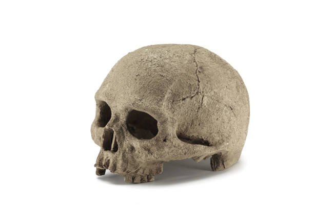 istock Halloween human skull isolated on white background 1052397084