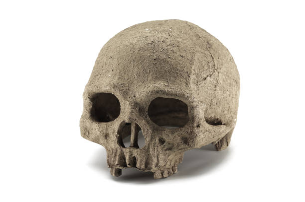 istock Halloween human skull isolated on white background 1052397112
