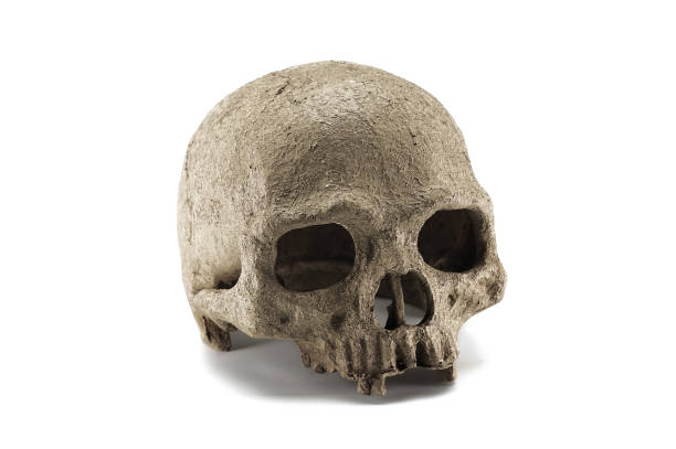 istock Halloween human skull isolated on white background 1052397114