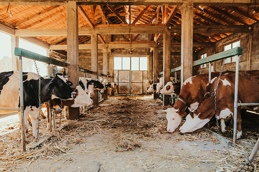 Simmental and Holstein Cows in a row at the barn