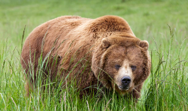 istock Massive brown grizzly bear in tall green grass up close and personal 1052413458