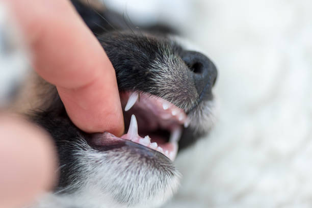 controllo dentale. jack russell terrier cucciolo cane 5,5 settimane - denti di animale foto e immagini stock