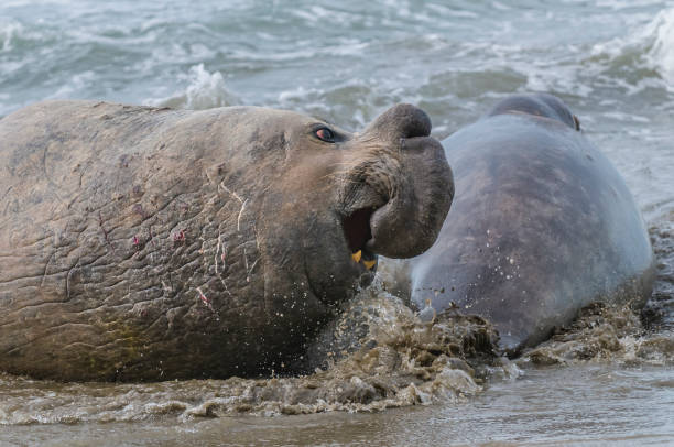 istock Elephant seal in Patagonia 1052430520