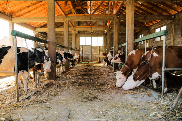istock Simmental and Holstein Cows in a row at the barn 1052454908