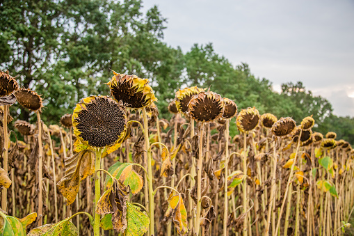 Field of ripened sunflowers, ready to harvest seeds. Autumn harvest. Farmer field.