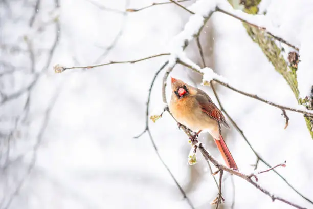 Puffed up angry fluffing funny one female red northern cardinal, Cardinalis, bird perched on tree branch during heavy winter in Virginia, snow flakes falling