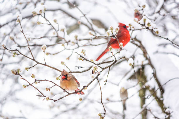 istock Two red northern cardinal, Cardinalis, birds couple perched on tree branch during heavy winter snow colorful in Virginia, flakes falling 1052484570