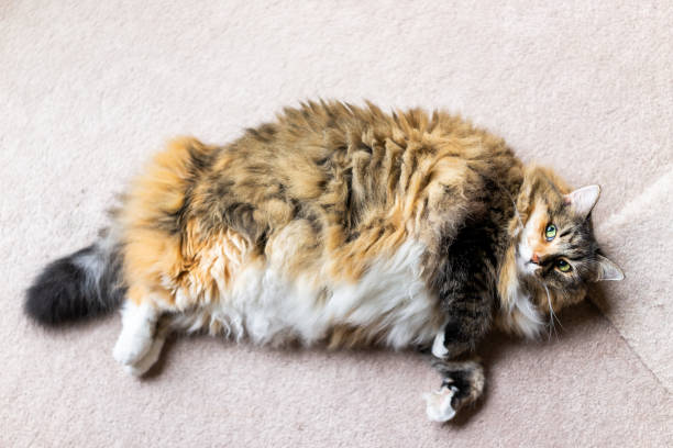 closeup flat top lay view down below of calico maine coon cat lying on carpet in room looking up, lazy overweight fat adult kitty - pregnant animal imagens e fotografias de stock