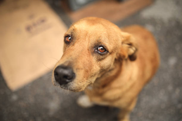 perro callejero - abandoned fotografías e imágenes de stock