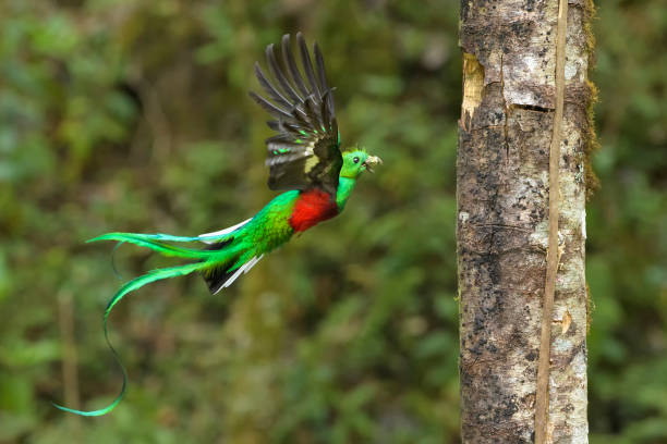 quetzal Resplendent quetzal arriving at the nest with food trogon stock pictures, royalty-free photos & images