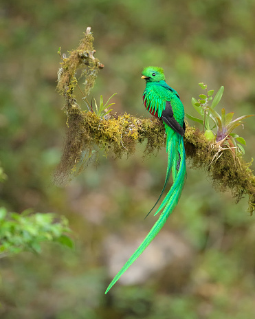 Resplendent quetzal in its pre-nest innkeeper