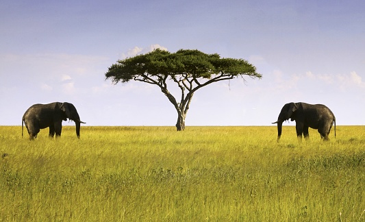 Elephants Pair Facing Single Isolated Acacia Tree in Serengeti National Park, a Unesco World Heritage Site, Tanzania Africa