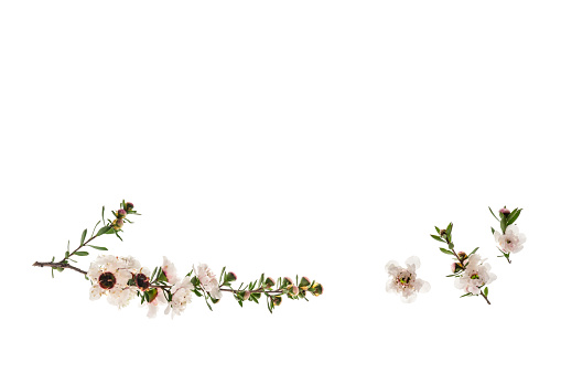 closeup of isolated manuka flowers on white background with copy space