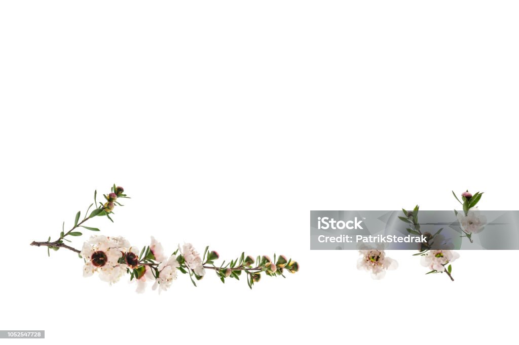 Isolated Manuka Flowers On White Background With Copy Space Stock Photo -  Download Image Now - iStock